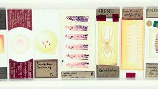 Illustration for article titled Why Microscope Slides Should Hang in the Louvre